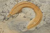 Trinucleid (Declivolithus) Trilobite - Mecissi, Morocco #227872-2